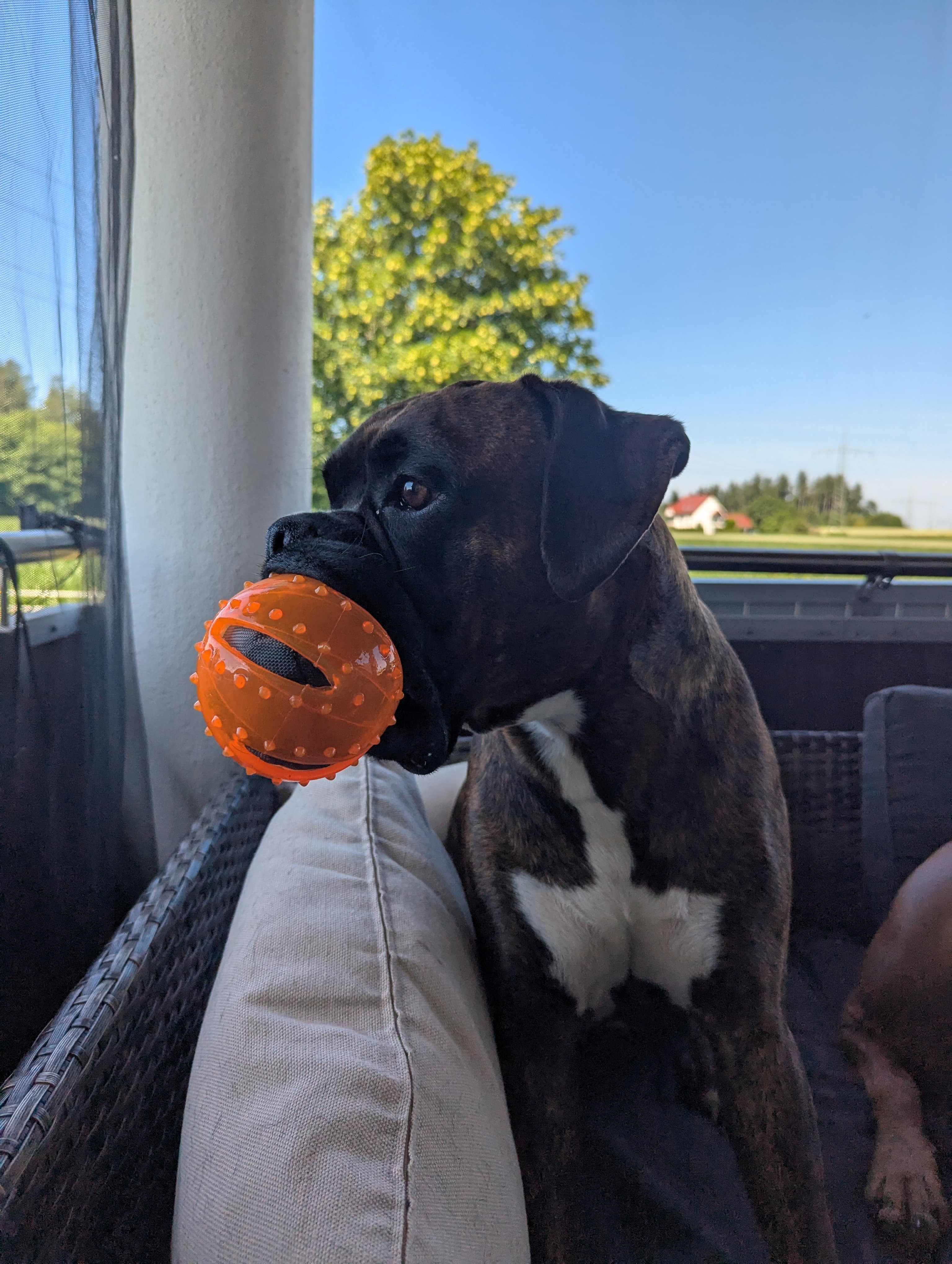 Gustav mit seinem Lieblingsball